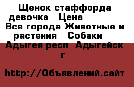 Щенок стаффорда девочка › Цена ­ 20 000 - Все города Животные и растения » Собаки   . Адыгея респ.,Адыгейск г.